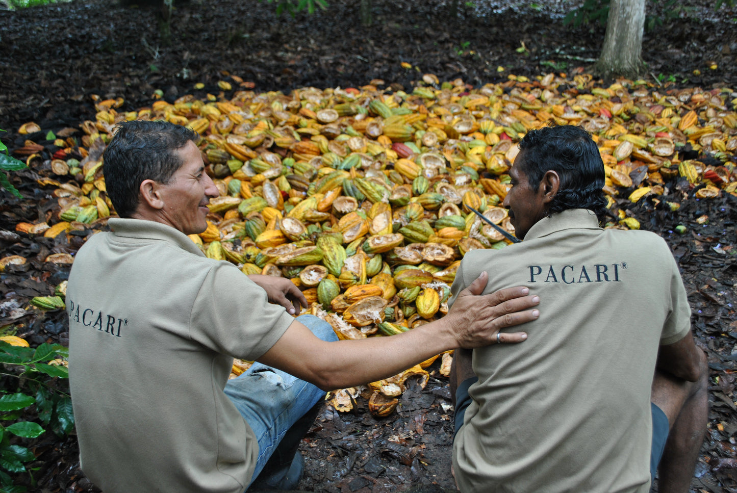 Cacao: Tasting a Story
