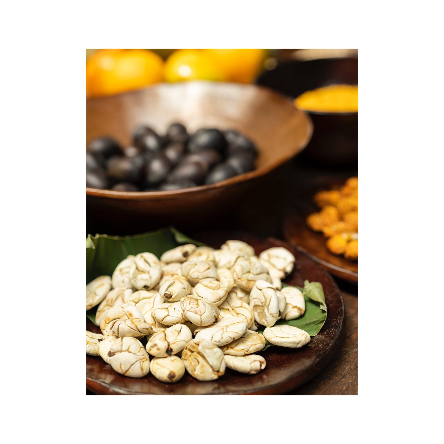 Welcome to the world of Macambo or white jaguar cacao!