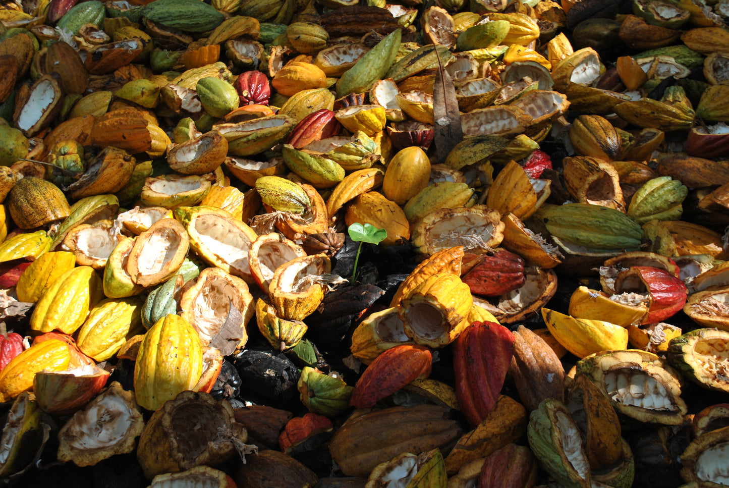 Guilt-Free Chocolate - the Biodynamic Way