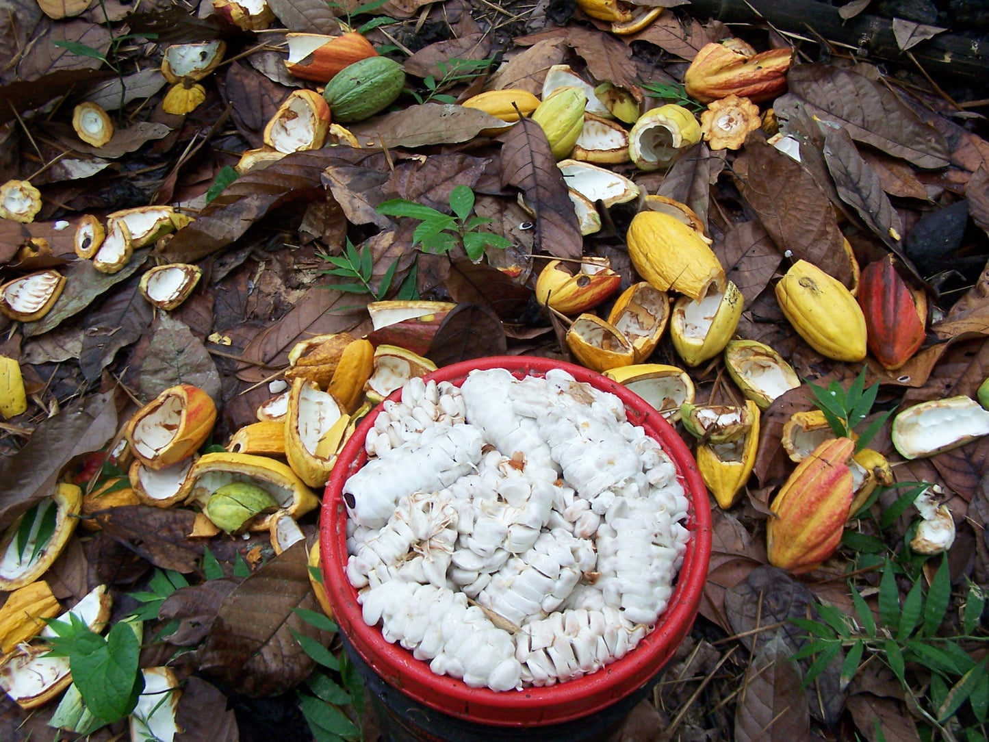 Is Chocolate Really Good For You?