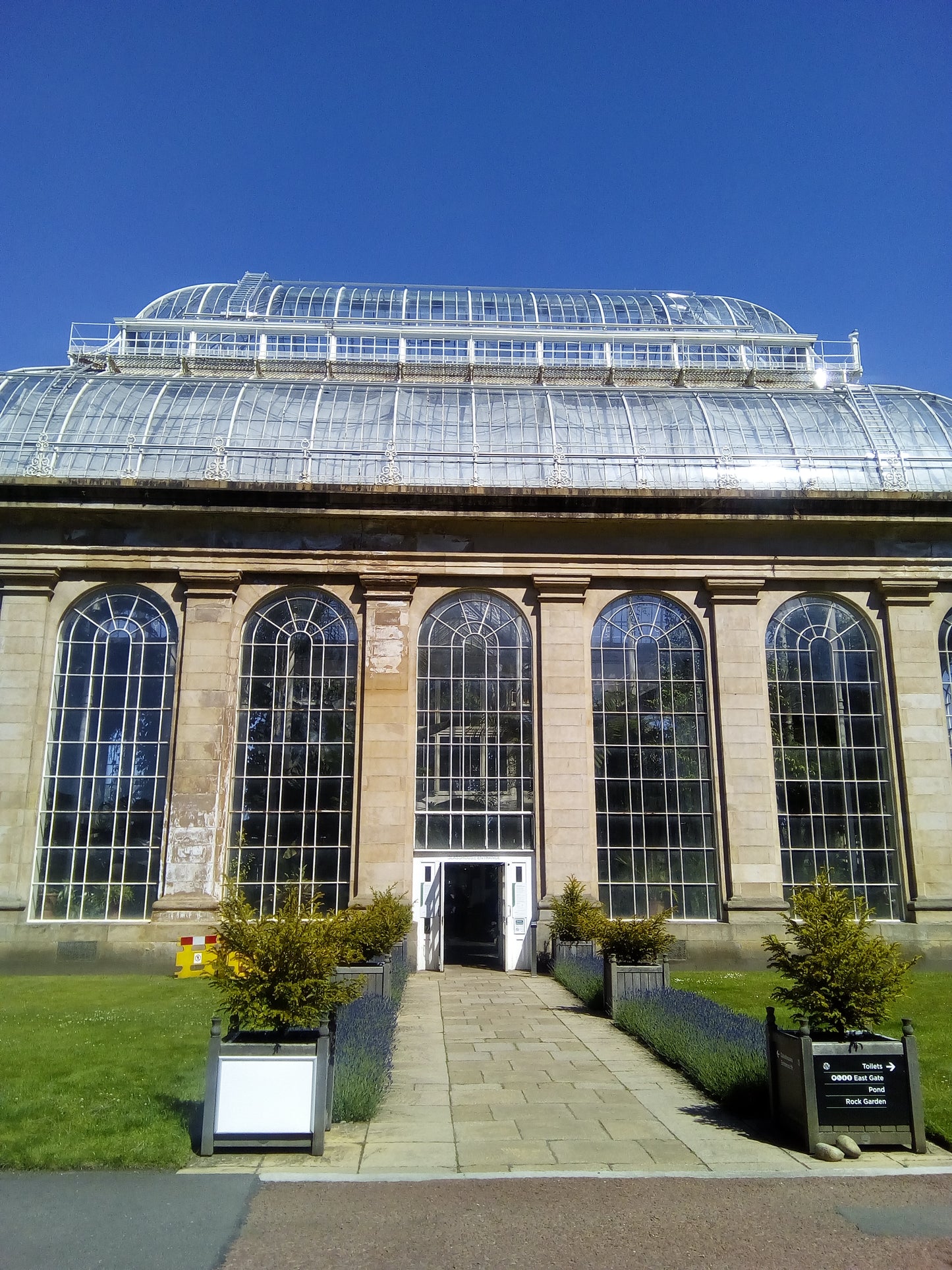 The Only Cacao Tree In Scotland!