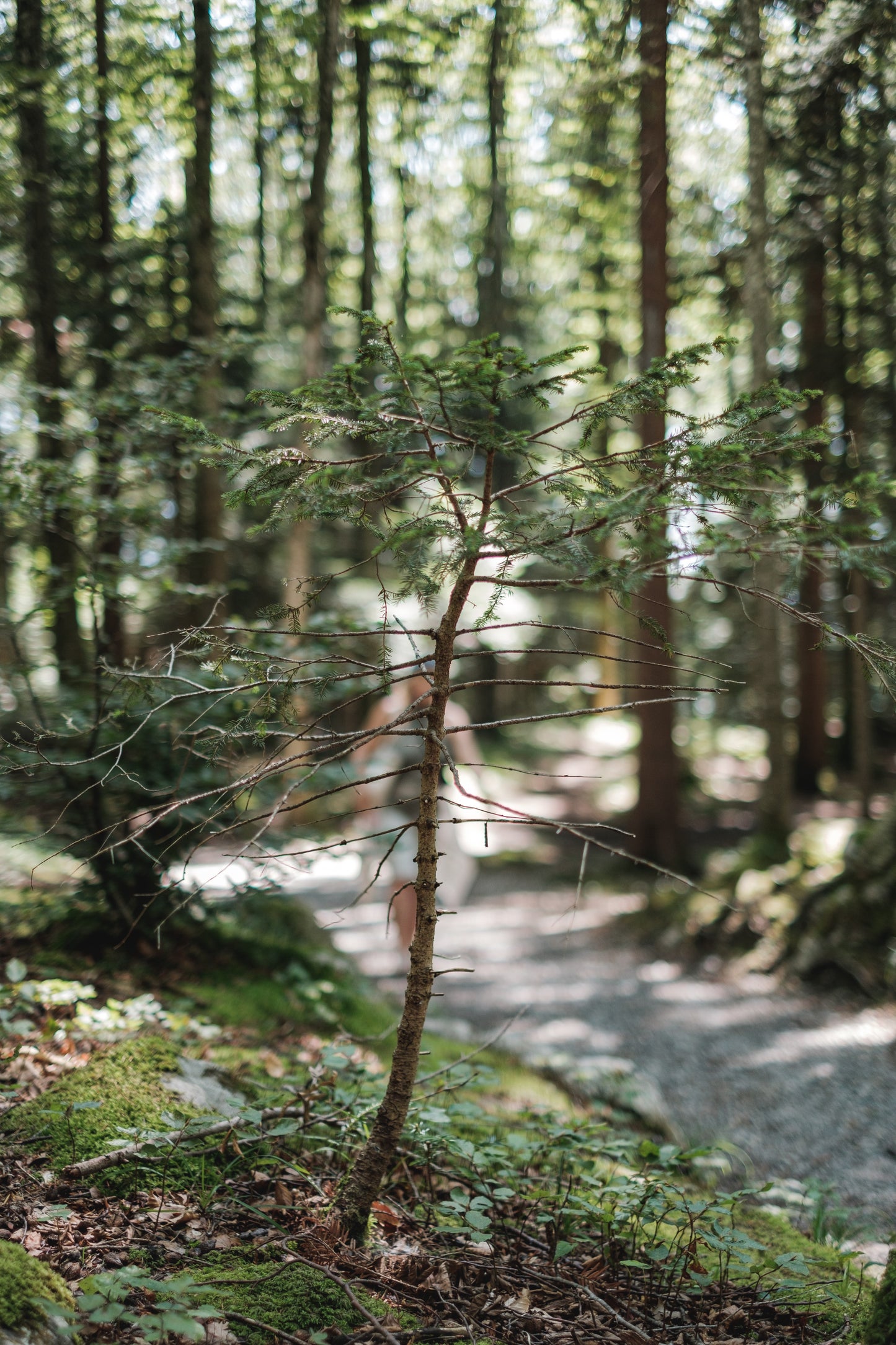 Plant a tree in the Amazon Rainforest and mark Earth Day 2020