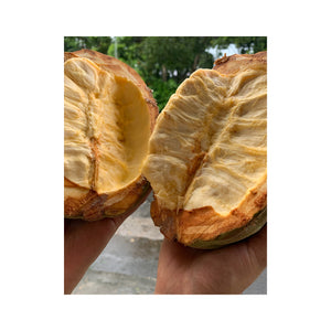 Macambo - Jaguar White Cacao Beans (1Kg)